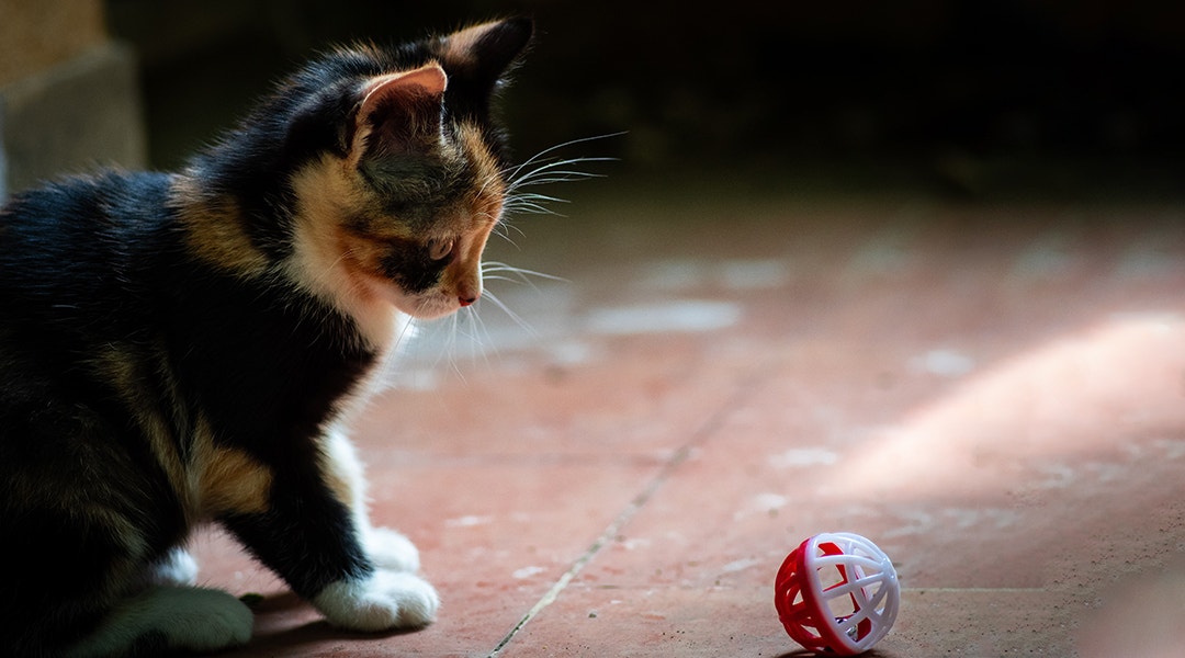 Spannende Spiele für deinen Katzenkumpel