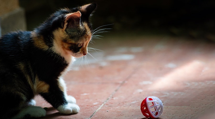 Spannende Spiele für deinen Katzenkumpel
