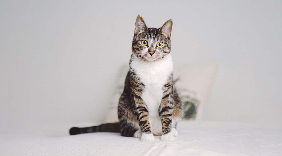 Denkspiele für Katzen - ganz einfach selbst gemacht