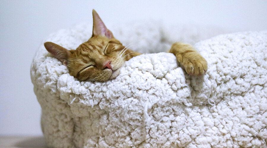 Katze schläft im Katzenbett