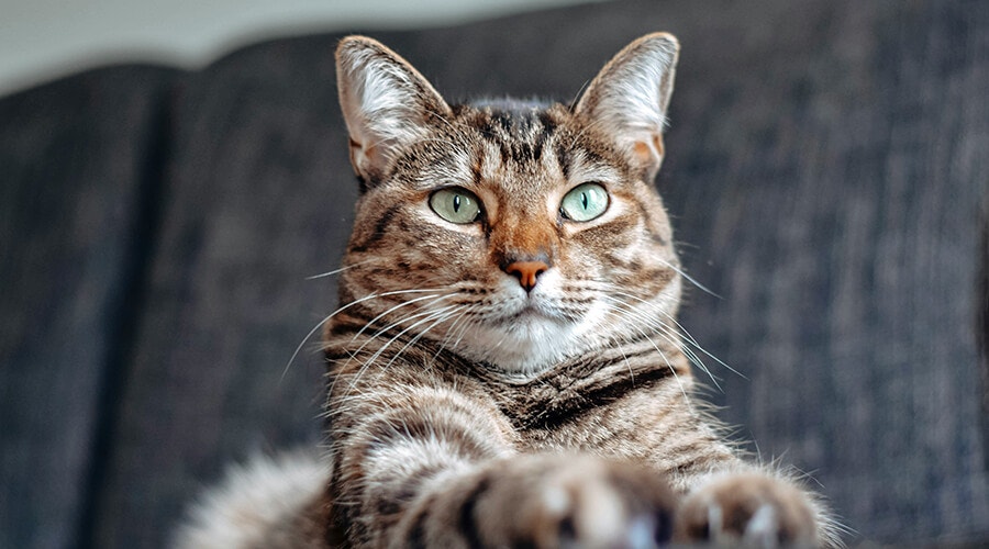 Katze ruht sich auf der Couch aus