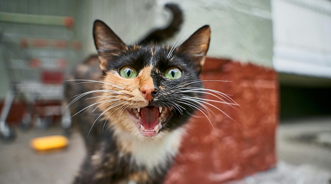 Fauchende Katze