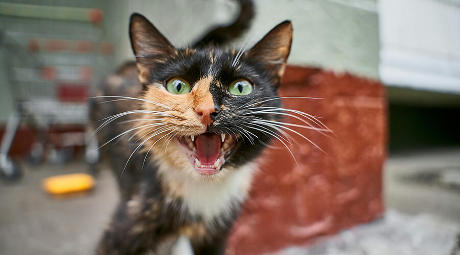 Fauchende Katze