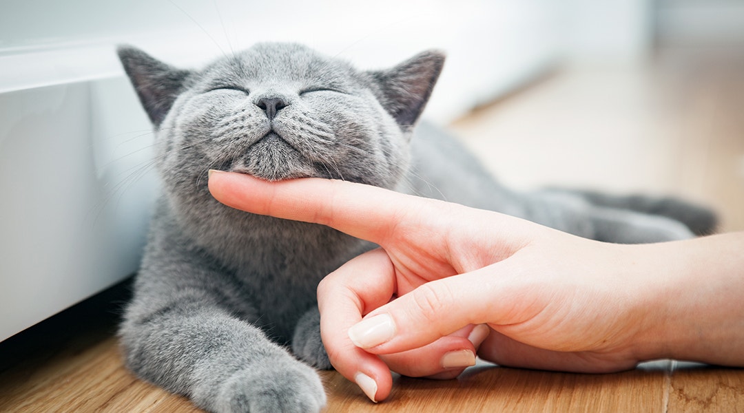 Glückliche Katze, die von ihrem Besitzer gestreichelt wird