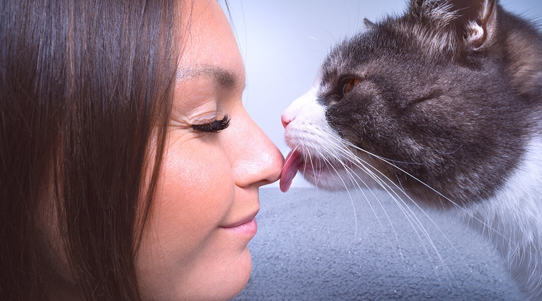 Niedliche Katze leckt die Nase der Frau
