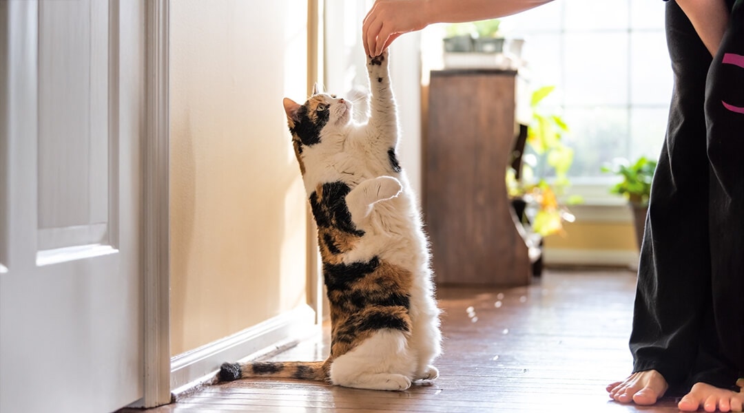Katze, die sich auf die Hinterbeine stellt, um ein Leckerli von ihrem Besitzer zu bekommen