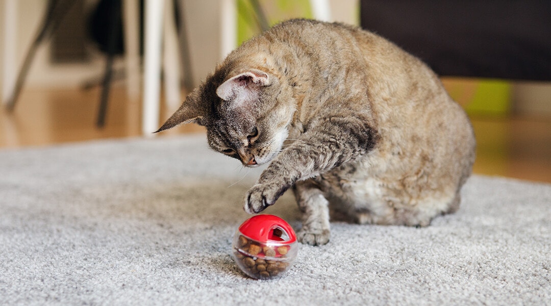 Katze spielt auf Teppich mit Spielzeug