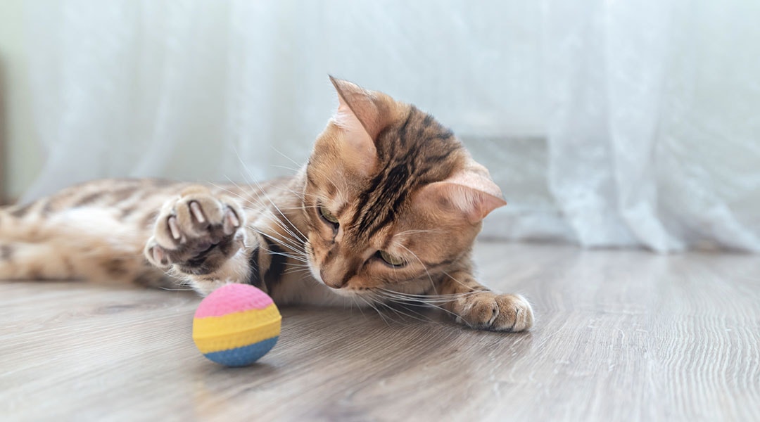 Katze spielt auf dem Boden liegend mit einem mehrfarbigen Ball.