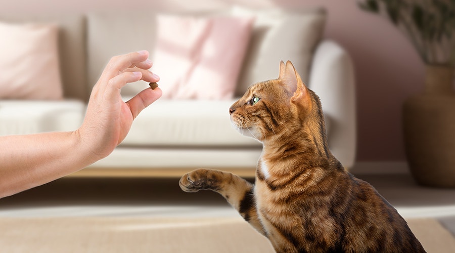 Getigerte Katze hebt eine Pfote, um ein Leckerli aus der Hand eines Menschen zu nehmen.