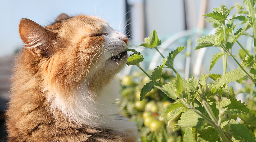 Katz͏enminze-Wirkung: Was macht Katzenminze mit Katzen?