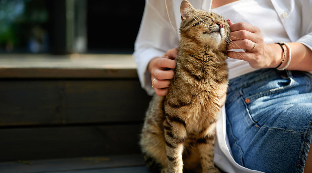 verschmuste Katze