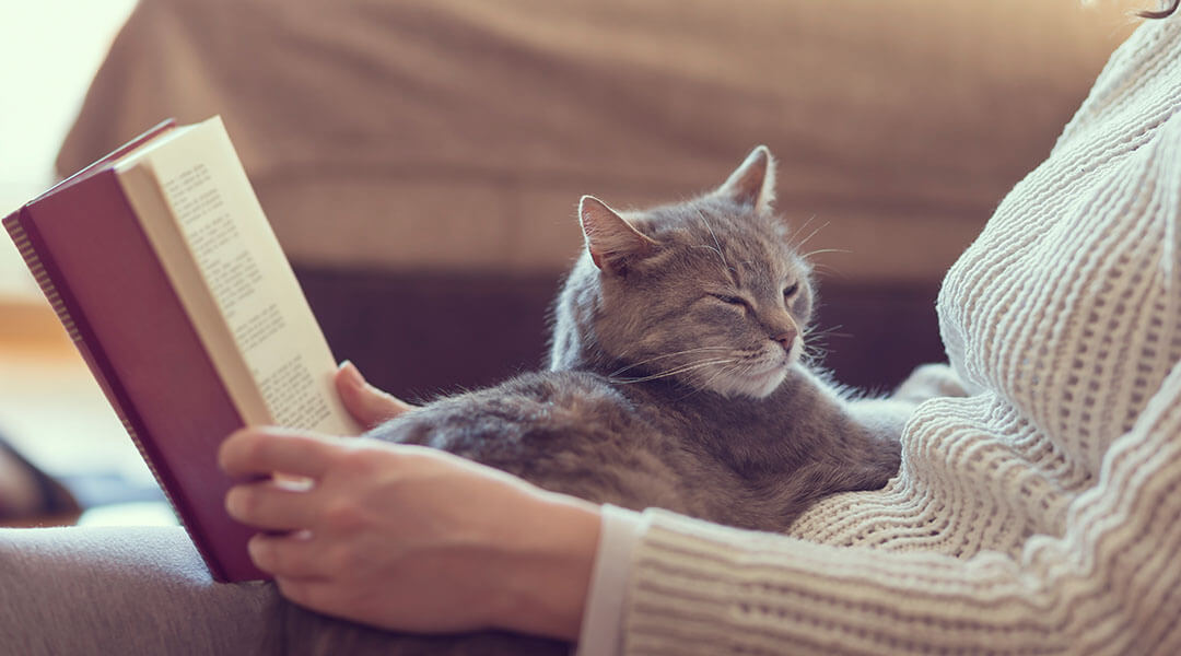 Weiche, kuschelige getigerte Katze liegt auf dem Schoß ihres Besitzers
