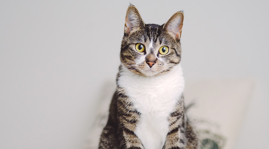 Denkspiele für Katzen - ganz einfach selbst gemacht