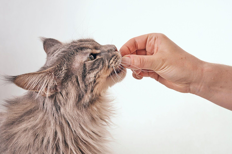 Grau getigerte Maine Coon-Katze wird von ihrem Besitzer gefüttert.