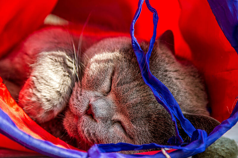 Katze liegt in einem Tunnel