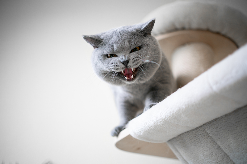 Blaue Britisch-Kurzhaar-Katze, die fauchend nach unten schaut und die Zähne zeigt