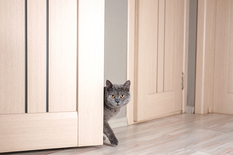 Katze läuft in einem Raum