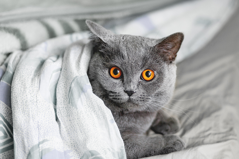 Katze liegt im Bett und schaut mit geweiteten Pupillen auf