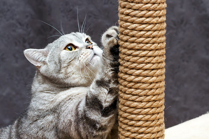 Katze kratzt an einem braunen Pfosten