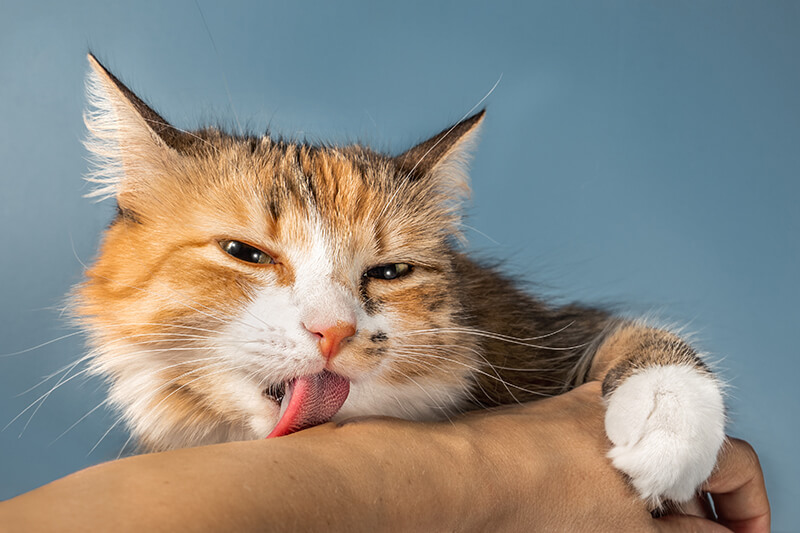 Katze leckt den Arm ihres Besitzers