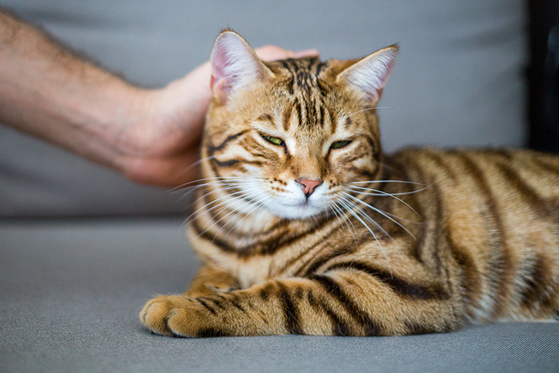 Katze mit entspanntem Gesicht, die es genießt, von ihrem Besitzer gestreichelt zu werden
