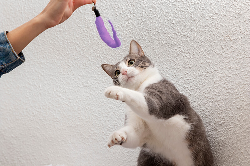 Grau-weiße Katze spielt mit einem Katzenspielzeug, dass die Besitzerin in der Hand hält.