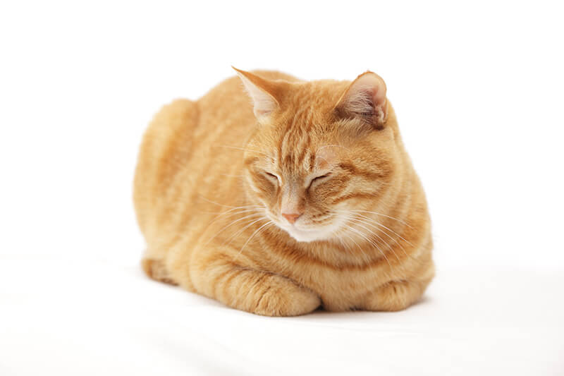 Katze in der Laibposition liegend auf weißem Hintergrund
