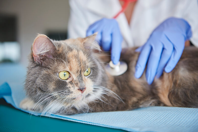 Katze wird von einer Tierärztin mit einem Phonendoskop untersucht