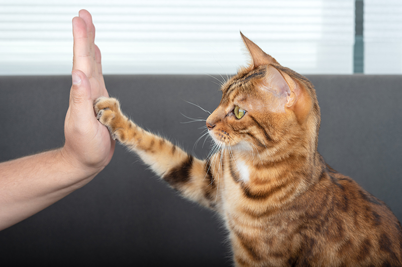 Bengalkatze gibt dem Besitzer eine Pfote mit