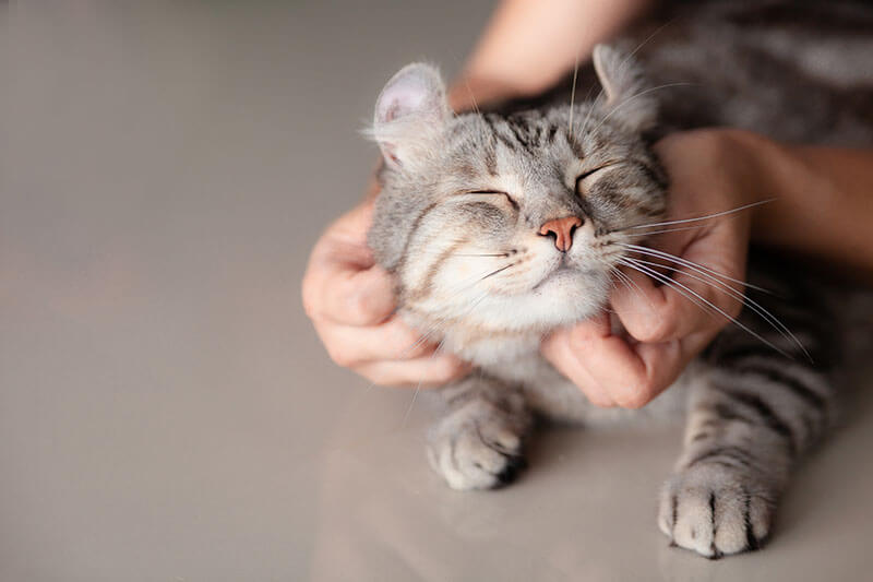anhängliche Katze wird gestreichelt