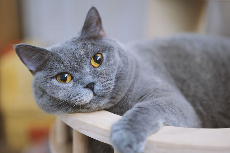 Graue Britisch Kurzhaarkatze schaut ihren Besitzer neugierig an