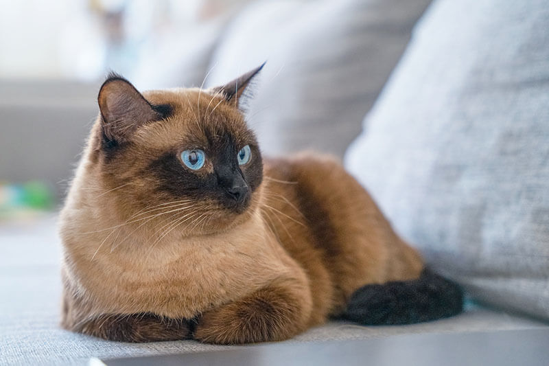 Siamkatze liegt auf dem Sofa